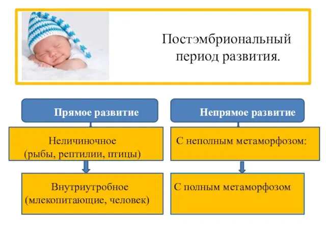 Постэмбриональный период развития. Прямое развитие Непрямое развитие Неличиночное (рыбы, рептилии, птицы) С