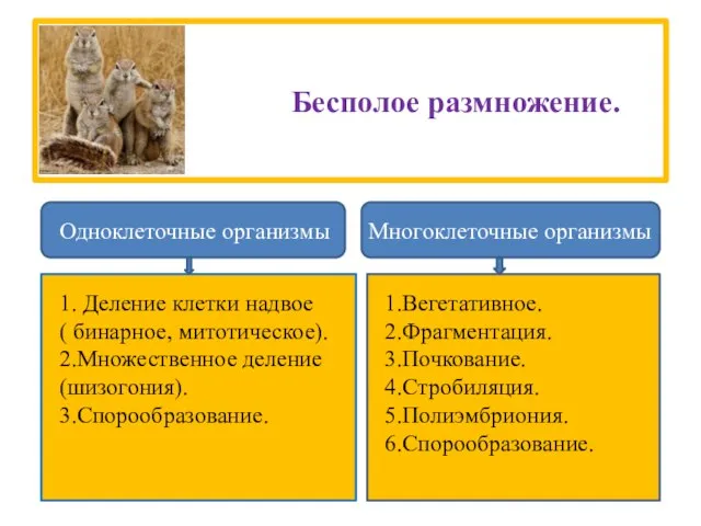 Бесполое размножение. Одноклеточные организмы Многоклеточные организмы 1. Деление клетки надвое ( бинарное,