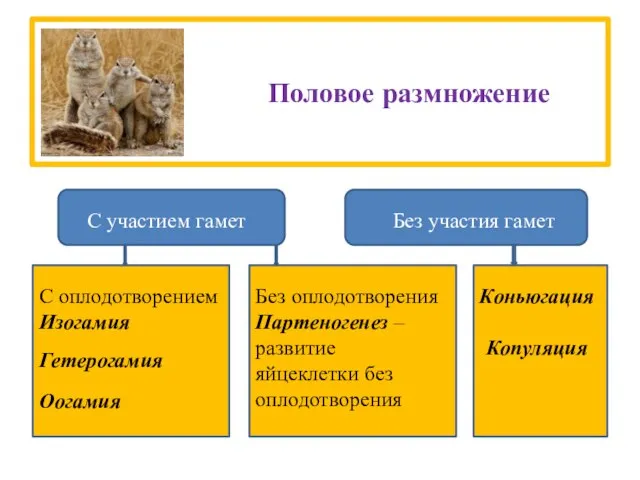 Половое размножение С участием гамет Без участия гамет Коньюгация Копуляция С оплодотворением