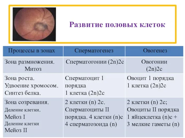 Развитие половых клеток Процессы в зонах Сперматогенез Овогенез