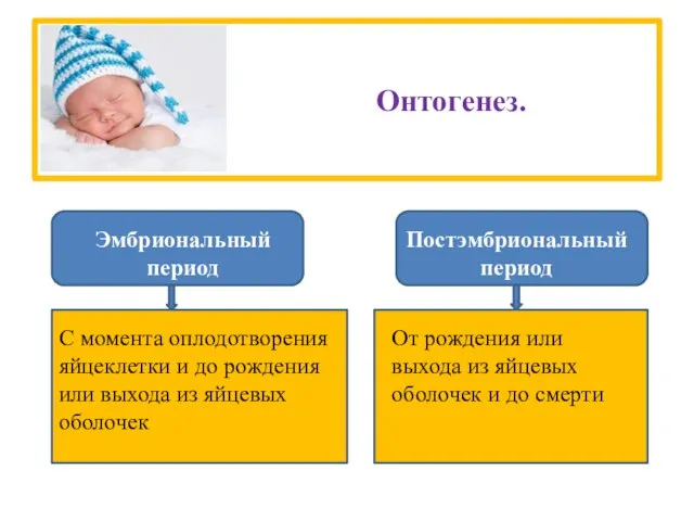 Онтогенез. Эмбриональный период Постэмбриональный период С момента оплодотворения яйцеклетки и до рождения