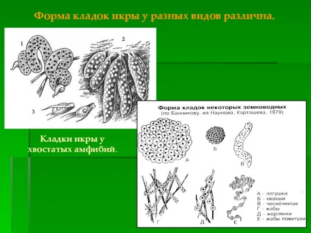 Кладки икры у хвостатых амфибий. Форма кладок икры у разных видов различна.