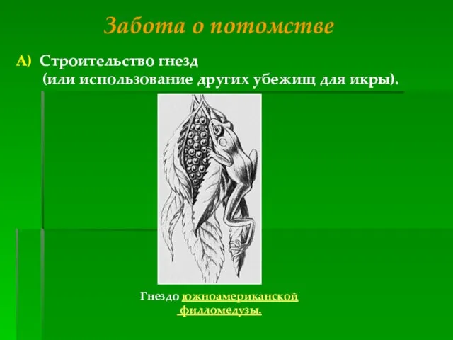 Забота о потомстве А) Строительство гнезд (или использование других убежищ для икры). Гнездо южноамериканской филломедузы.