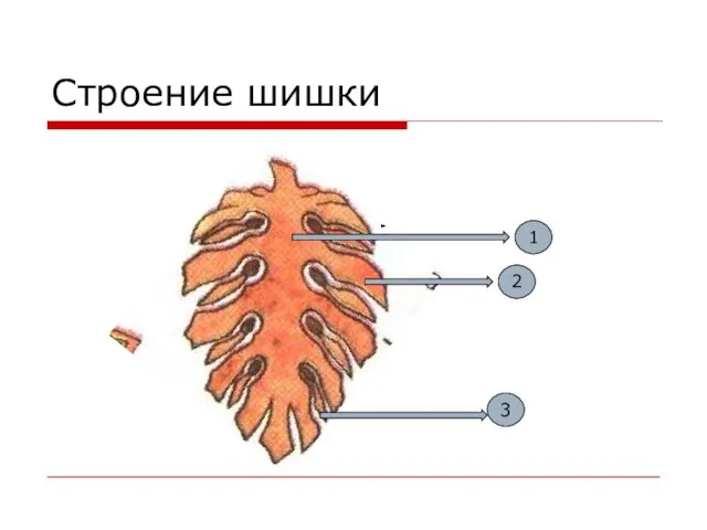 Строение шишки 1 2 3