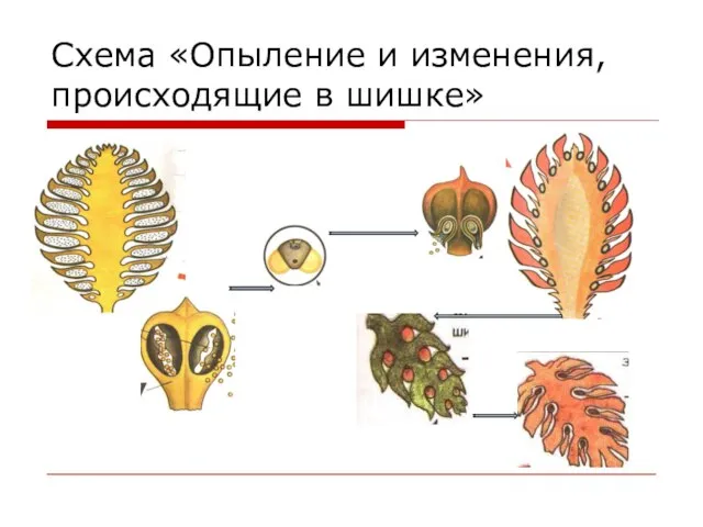 Схема «Опыление и изменения, происходящие в шишке»