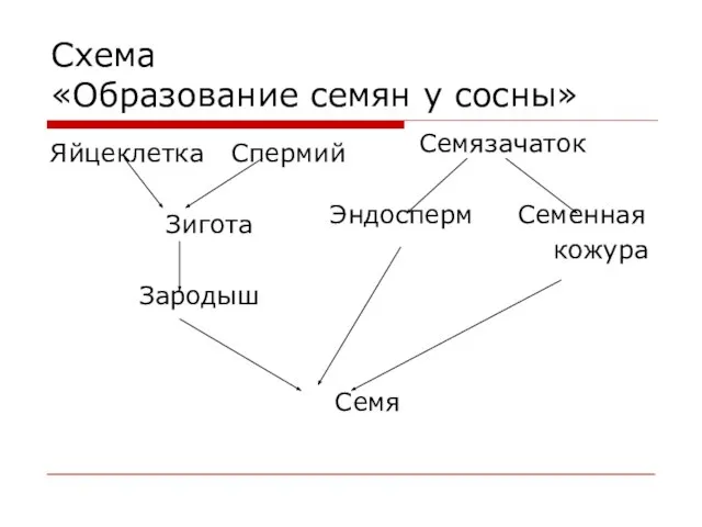 Схема «Образование семян у сосны» Яйцеклетка Спермий Зигота Зародыш Семя Семязачаток Эндосперм Семенная кожура