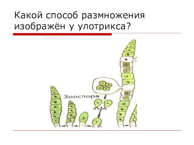 Какой способ размножения изображён у улотрикса?