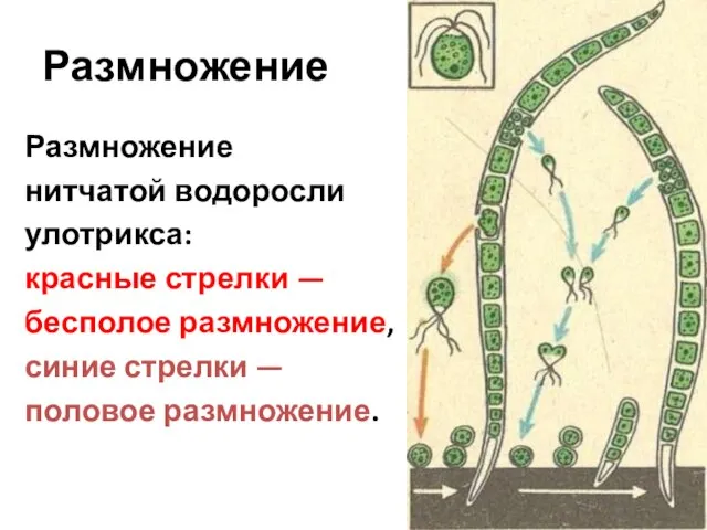 Размножение Размножение нитчатой водоросли улотрикса: красные стрелки — бесполое размножение, синие стрелки — половое размножение.