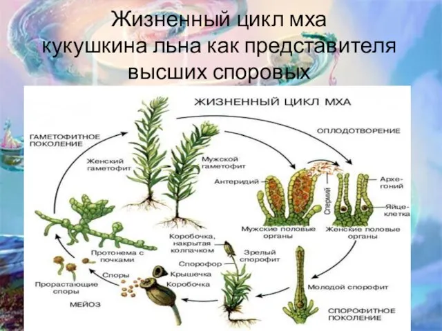 Жизненный цикл мха кукушкина льна как представителя высших споровых