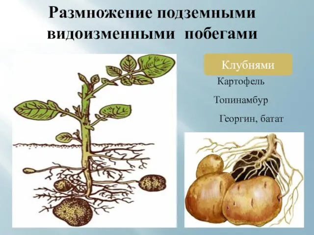 Размножение подземными видоизменными побегами Клубнями Картофель Топинамбур Георгин, батат