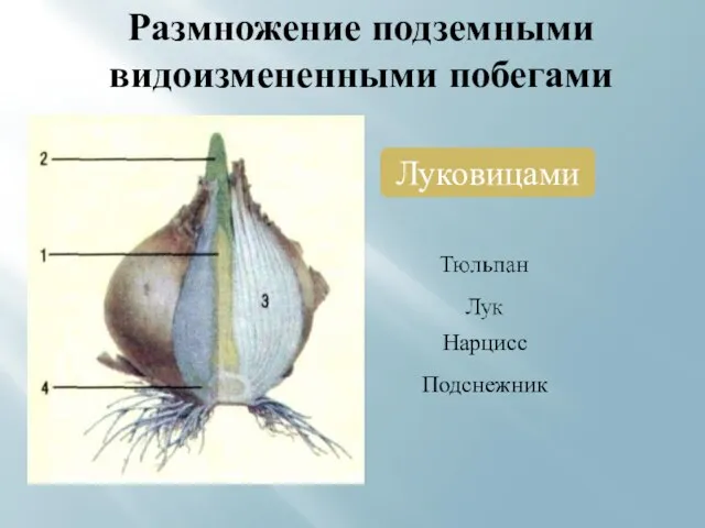 Размножение подземными видоизмененными побегами Луковицами Нарцисс Подснежник