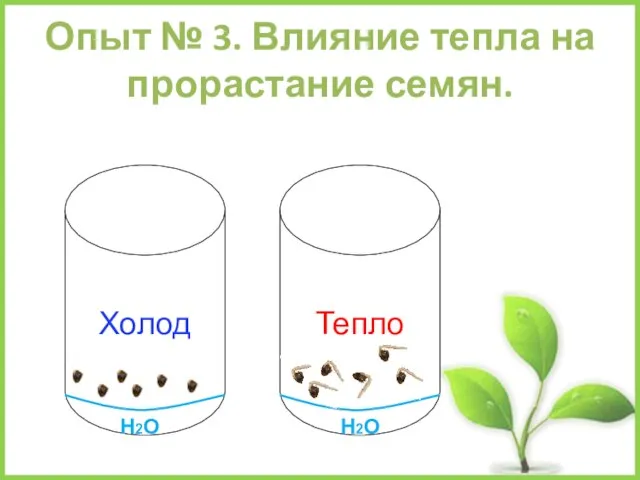 Опыт № 3. Влияние тепла на прорастание семян. Холод Тепло Н2О Н2О