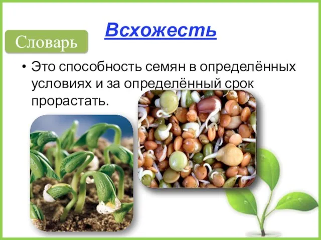 Всхожесть Это способность семян в определённых условиях и за определённый срок прорастать. Словарь