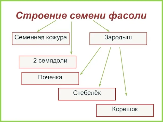 Семенная кожура Строение семени фасоли Корешок Стебелёк 2 семядоли Зародыш Почечка