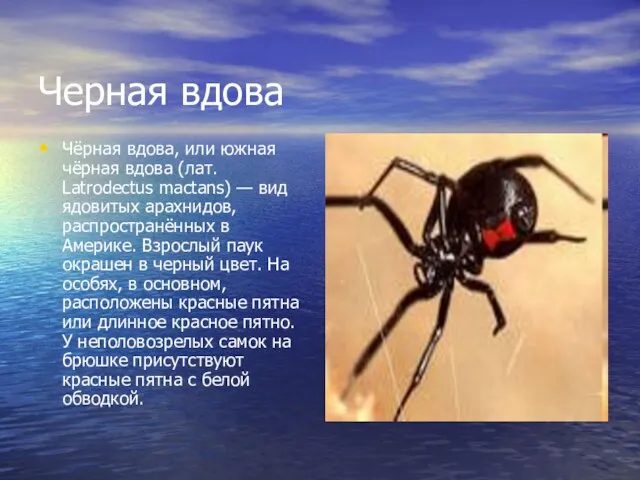 Черная вдова Чёрная вдова, или южная чёрная вдова (лат. Latrodectus mactans) —