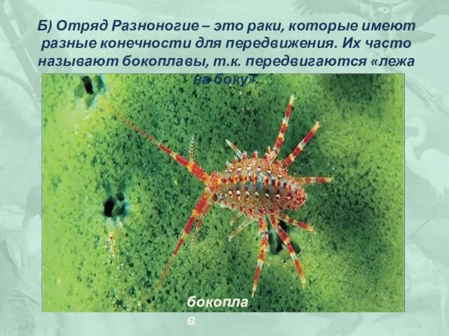 Б) Отряд Разноногие – это раки, которые имеют разные конечности для передвижения.