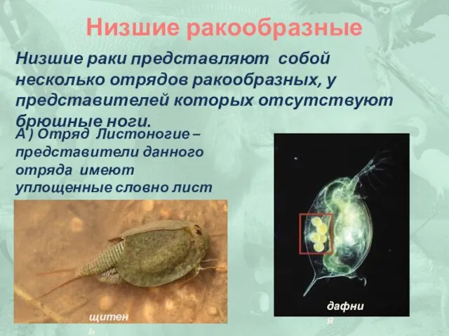 Низшие ракообразные Низшие раки представляют собой несколько отрядов ракообразных, у представителей которых