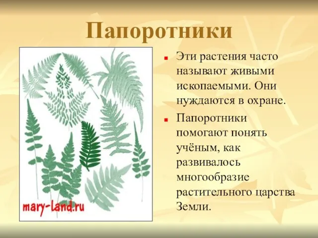 Папоротники Эти растения часто называют живыми ископаемыми. Они нуждаются в охране. Папоротники