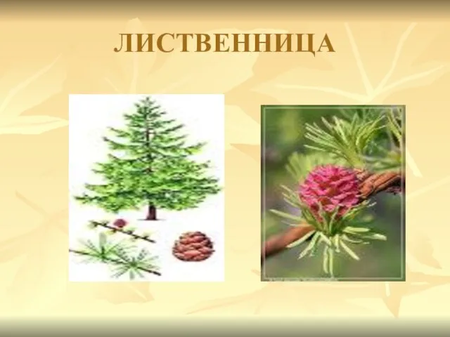 ЛИСТВЕННИЦА