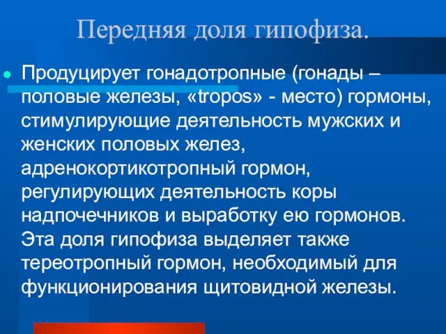 Передняя доля гипофиза. Продуцирует гонадотропные (гонады – половые железы, «tropos» - место)