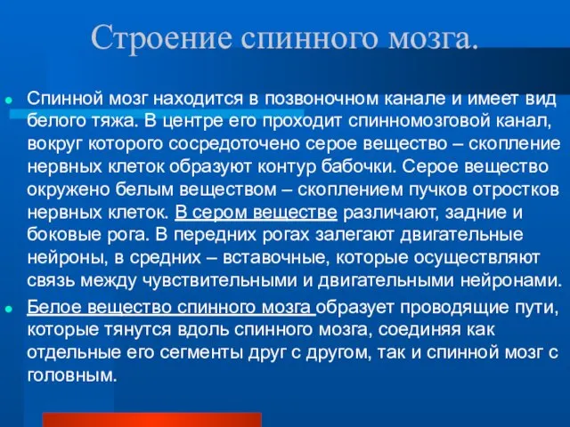 Строение спинного мозга. Спинной мозг находится в позвоночном канале и имеет вид