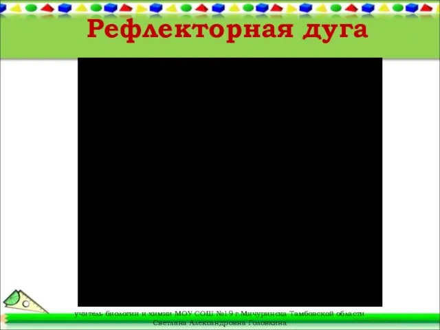 Рефлекторная дуга учитель биологии и химии МОУ СОШ №19 г.Мичуринска Тамбовской области Светлана Александровна Головкина