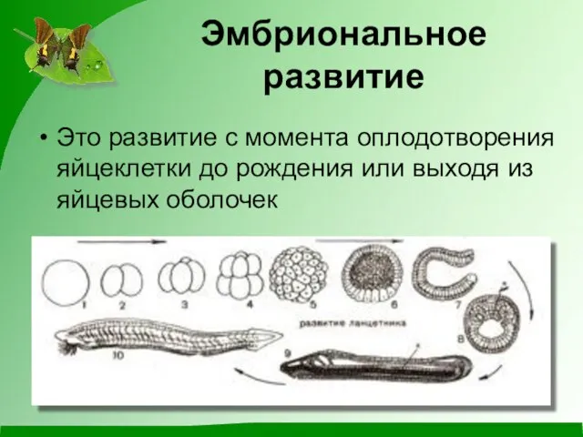 Эмбриональное развитие Это развитие с момента оплодотворения яйцеклетки до рождения или выходя из яйцевых оболочек