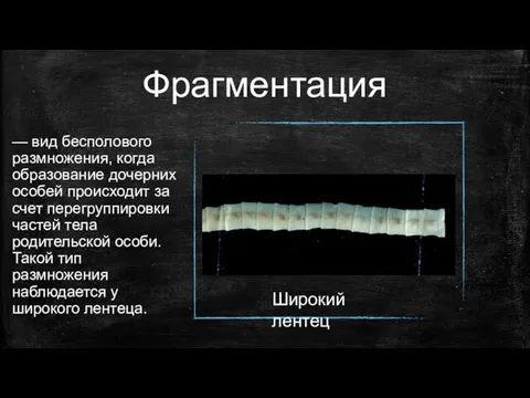 Фрагментация — вид бесполового размножения, когда образование дочерних особей происходит за счет