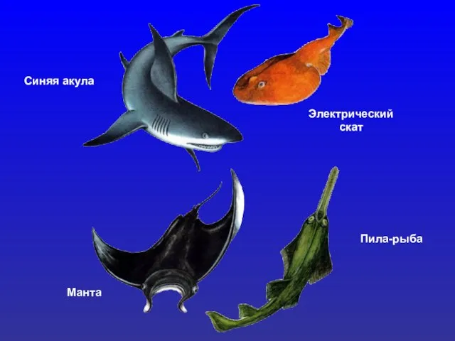 Синяя акула Электрический скат Манта Пила-рыба