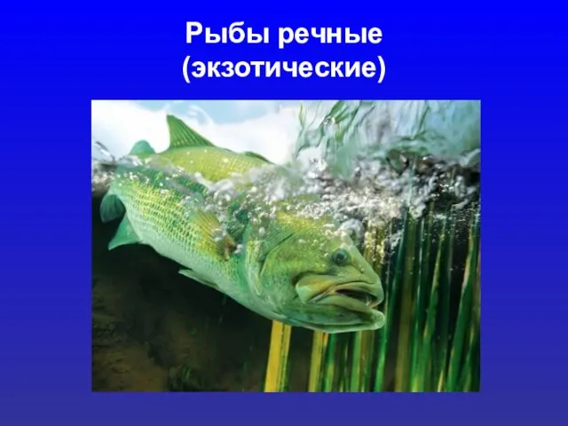 Рыбы речные (экзотические)