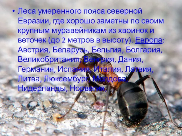Леса умеренного пояса северной Евразии, где хорошо заметны по своим крупным муравейникам