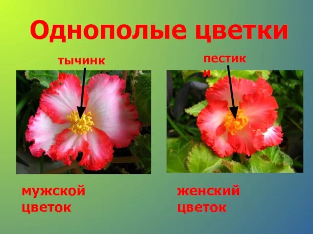 Однополые цветки тычинки пестики мужской цветок женский цветок
