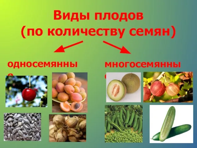 Виды плодов (по количеству семян) односемянные многосемянные