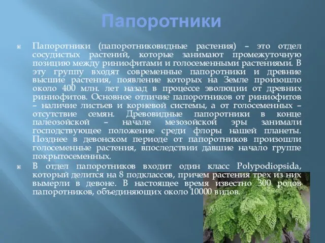 Папоротники Папоротники (папоротниковидные растения) – это отдел сосудистых растений, которые занимают промежуточную