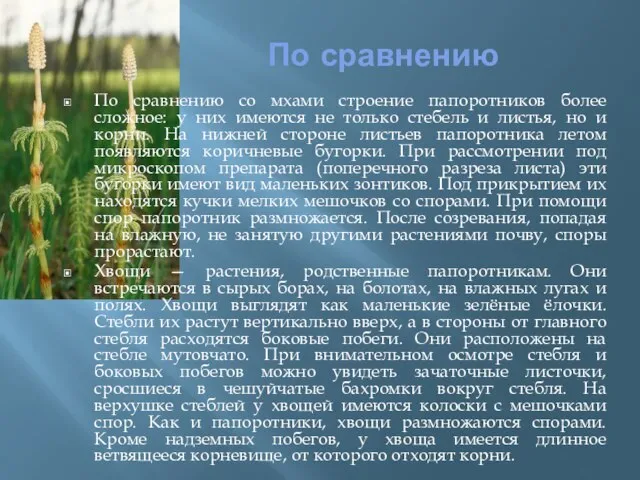 По сравнению По сравнению со мхами строение папоротников более сложное: у них