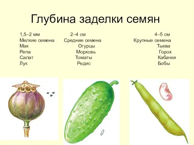 Глубина заделки семян 1,5–2 мм 2–4 см 4–5 см Мелкие семена Средние