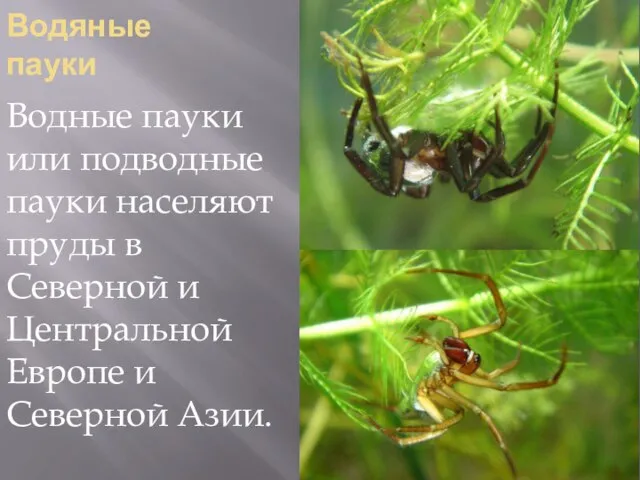 Водяные пауки Водные пауки или подводные пауки населяют пруды в Северной и