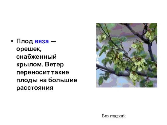 Плод вяза — орешек, снабженный крылом. Ветер переносит такие плоды на большие расстояния Вяз гладкий