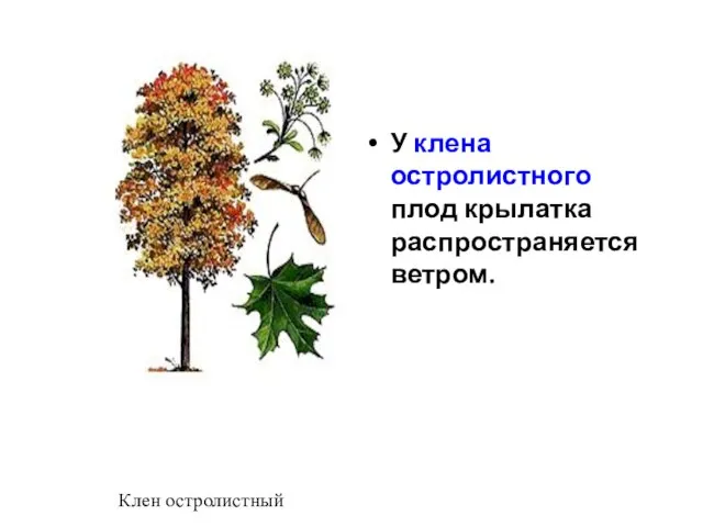 У клена остролистного плод крылатка распространяется ветром. Клен остролистный