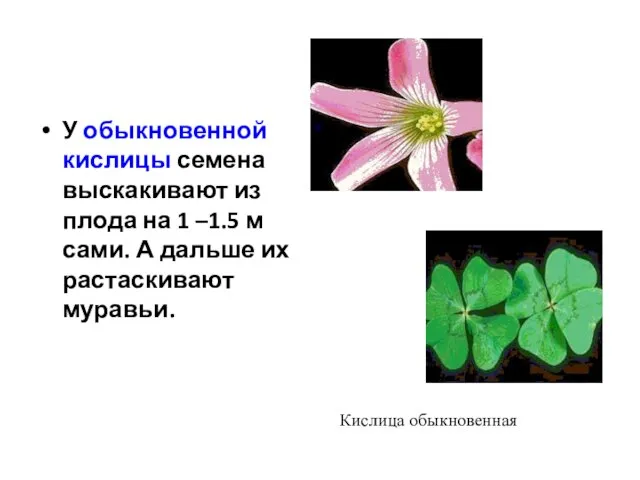 У обыкновенной кислицы семена выскакивают из плода на 1 –1.5 м сами.