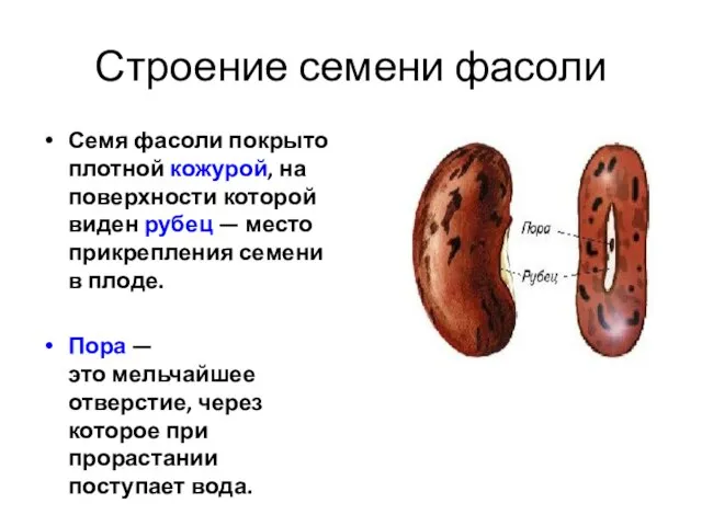 Строение семени фасоли Семя фасоли покрыто плотной кожурой, на поверхности которой виден