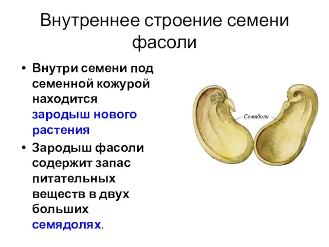 Внутреннее строение семени фасоли Внутри семени под семенной кожурой находится зародыш нового