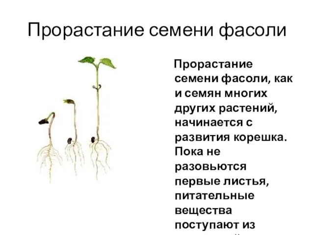 Прорастание семени фасоли Прорастание семени фасоли, как и семян многих других растений,