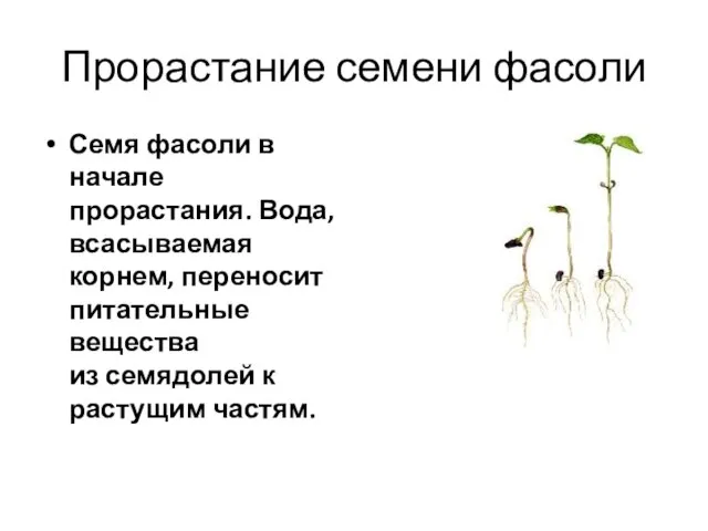 Прорастание семени фасоли Семя фасоли в начале прорастания. Вода, всасываемая корнем, переносит