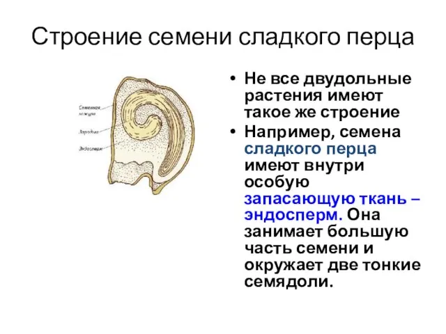 Строение семени сладкого перца Не все двудольные растения имеют такое же строение