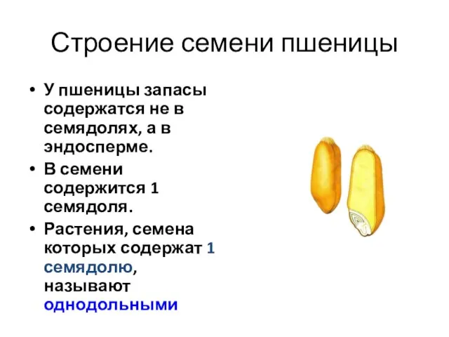 Строение семени пшеницы У пшеницы запасы содержатся не в семядолях, а в