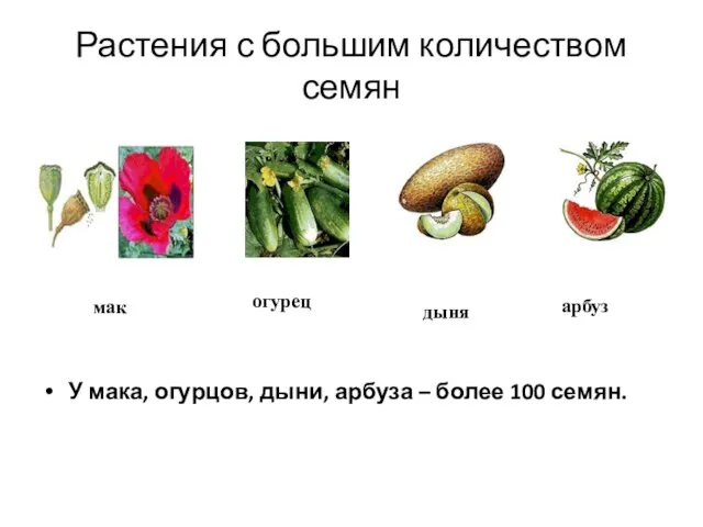 Растения с большим количеством семян У мака, огурцов, дыни, арбуза – более