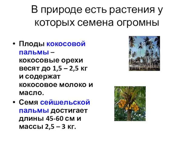 В природе есть растения у которых семена огромны Плоды кокосовой пальмы –