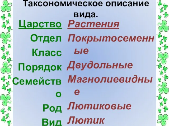 Таксономическое описание вида. Царство Отдел Класс Порядок Семейство Род Вид Растения Покрытосеменные