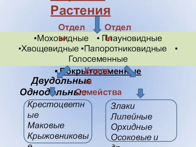 Царство Растения Двудольные Однодольные ▪Моховидные ▪ Плауновидные ▪Хвощевидные ▪Папоротниковидные ▪ Голосеменные ▪